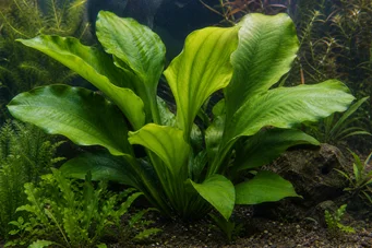 Gigantea