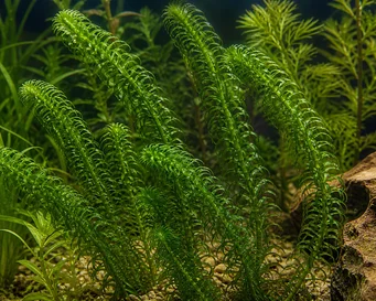 Lagarosiphon major