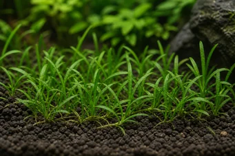 Lilaeopsis brasiliensis