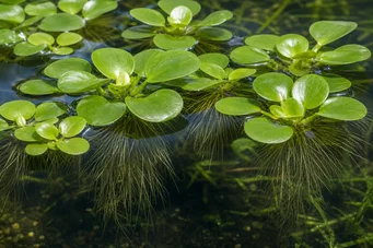 Limnobium laevigatum