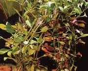 Ludwigia arcuata 