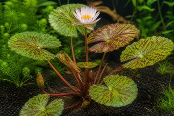 Nymphea lotus