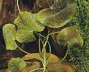 Nymphoides aquatica 