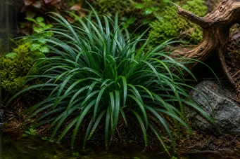 Ophiopogon gigantea