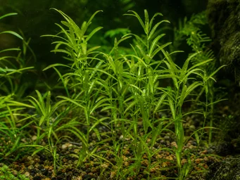 Potamogeton gayi