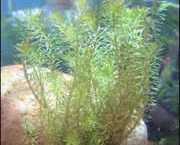 Rotala wallichii