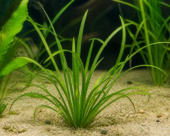 Sagittaria graminea
