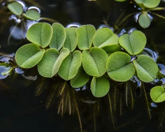 Salvinia auriculae