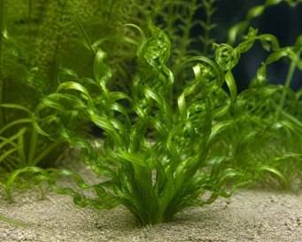 Vallisneria contortionist
