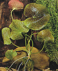 Nymphoides aquatica