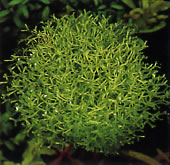 Riccia fluitans