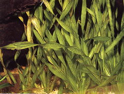 Vallisneria spiralis
