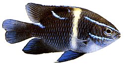 Abudefduf oxyodon (Blue ray devil)