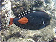 Acanthurus Achilles Red spot and tail surgeon