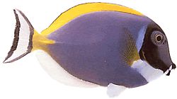 Acanthurus leucosternon