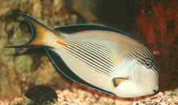 Acanthurus sohal (Zebra surgeon)