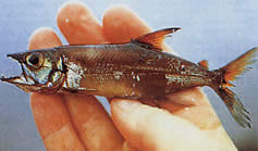Acestrorhynchus microlepis Characin-Chien with small scales