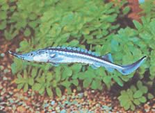 Acipenser stellatus (Starry sturgeon)