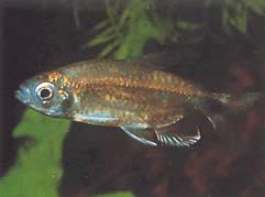 Alestopetersius smykalai Blue tetra-diamond