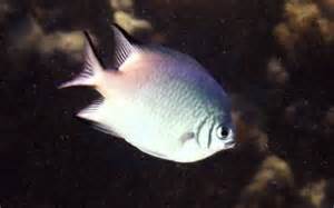 Amblyglyphidodon leucogaster (Demoiselle with white belly)