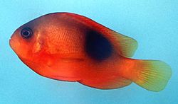 Amphiprion ephippium (Horse-winning clownfish)