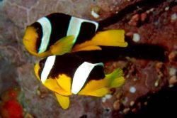 Amphiprion sebae (Yellow-tail fish)