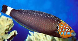 Anampses chrysocephalus (Red tail labre)