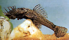 Ancistrus dolichopterus (Ancient)