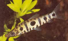 Anostomus spiloclistron (False anostomus with three spots)