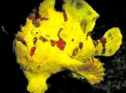 Antennarius maculatus (fish-rapaud, fisherman or antennae)
