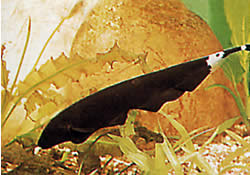 Apteronotus albifrons (American coup fish - also called Black Pha)