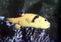 Arothron citrinellus (Yellow)