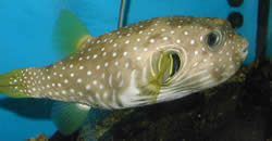 Arothron hispidus (Blue stain balloon fish)