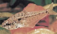 Asiphonichthys condei (Glass tetra with small scales)