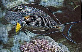 Aspirus sohal (Zebra)