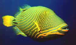 Balistapus undulatus (Wavy)