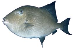 Balistes carolinensis (Pork)