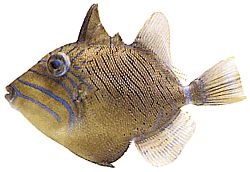 Balistes vetula (Royal ballist)
