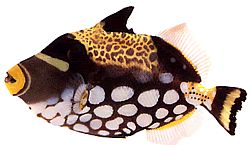 Balistoides conspicillum
