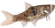 Barbus everetti