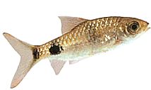 Barbus filamentosus