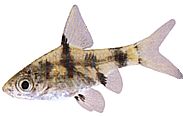 Barbus gelius
