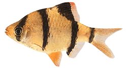 Barbus tetrazona