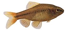 Barbus titteya