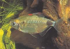 Bathyaethiops breuseghemi (African tetra-moon)