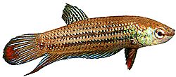 Betta imbellis