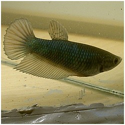 Betta splendens queue de peigne (combat)