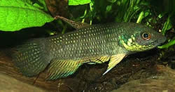 Betta trifasciata (Fighter)