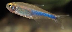 Boehlkea fredcochui (Pérou Bleu Tetra)
