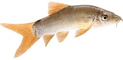 Botia modesta
